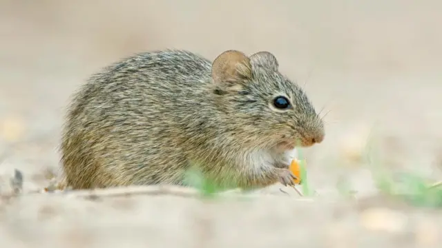 Rato-de-bolso mexicano