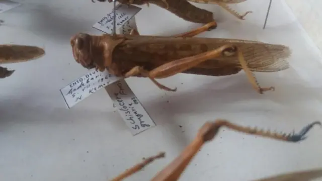 नार्कको कीटविज्ञान शाखास्थित सङ्ग्रहालयमा राखिएको झण्डै ६ दशक पहिले काठमाण्डूमा भेटिएको सलह।