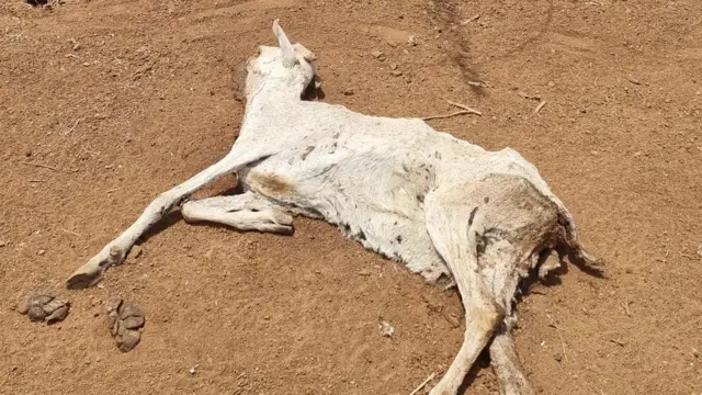 Dead animal carcass