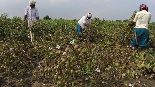 صوبہ سندھ میں شدید مون سون بارشیں: 'کپاس کی فصل کی مجموعی پیداوار