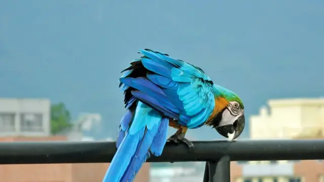 Una guacamaya en un balcón de Caracas