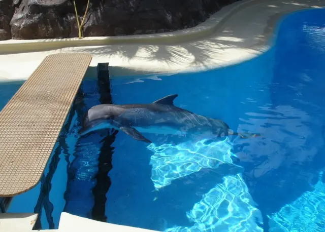 دولفين في حمام سباحة.