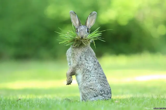 ਖਰਹਾ, ਓਲੀਵਰ ਕੋਲੇ