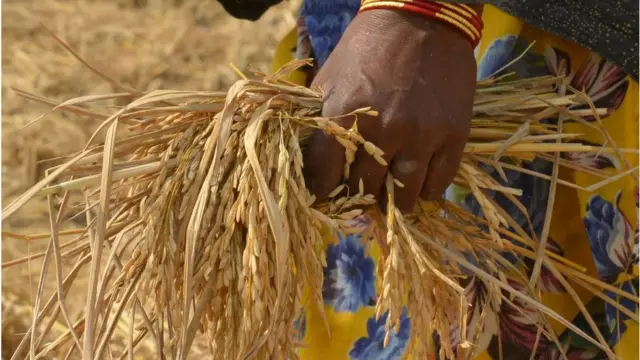 সুনামগঞ্জের কৃষিজীবী মানুষকে বছরের একটি ফসলের ওপর নির্ভর করতে হয়