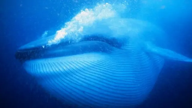 Blue whale