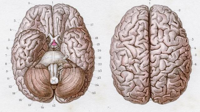 Dos imágenes del cerebro, una exterior y otra interior