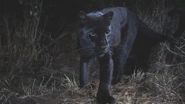 கேமராவில் சிக்கிய கருஞ்சிறுத்தை