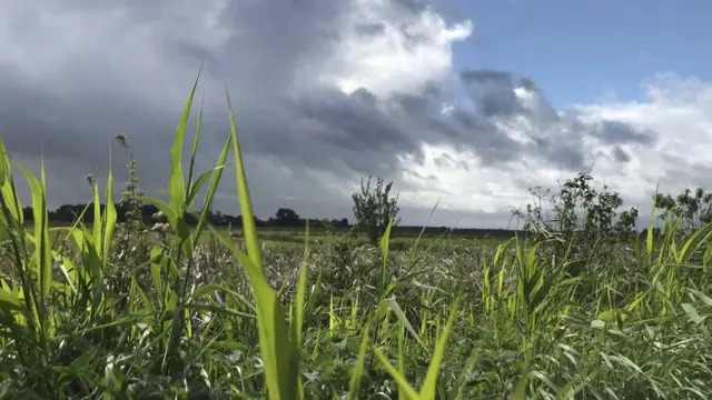 A field seen from ground level