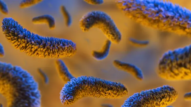 Менигит инфекциялык оору болгондуктан тез өөрчүп, күчөп кеткенде инфекция мээге чейин чаап кетиши ыктымал.