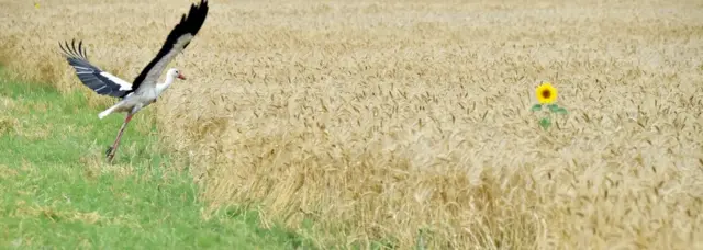 Лелека в українському полі