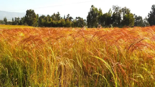 ተማሪዎች ከሚሳተፉባቸው ተግባራት መካከል ሰብል መሰብሰብ ይገኘበታል።