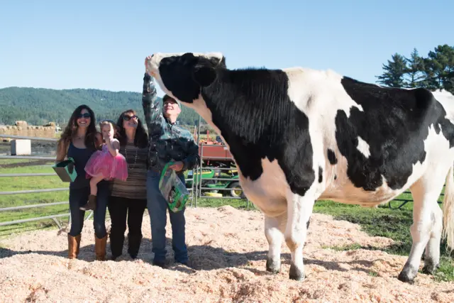 Danniel the 6ft 4in steer being fed by owner Ken Farley and visitors in Eureka, Cali 4 November 2016. MEET Danniel, the giant bovine whose proud owners believe is the worlds tallest cow.