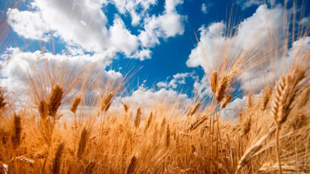 Tepung lorighittas dibuat dengan tepung yang diproduksi dari gandum yang tumbuh di ladang-ladang Sardinia.