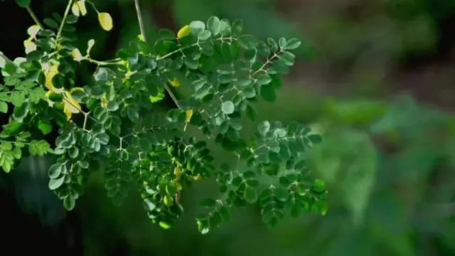 शेवग्याची पाने