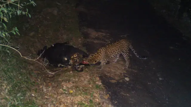 तेंदुआ-मानव संघर्ष