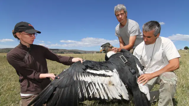 Lambertucci (centro) junto a Emily Shepard y Orlando Mastrantuoni soltando un cóndor al que se colocó un transmisor GPS.