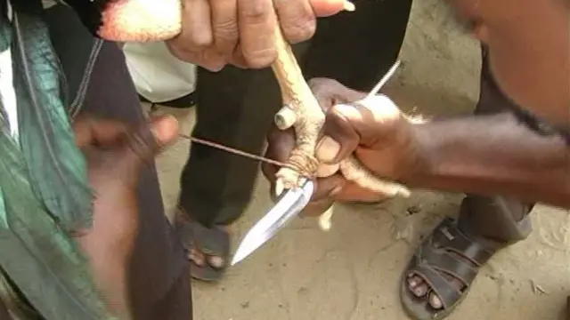 కోడి కాలికి కత్తి కడుతున్న చిత్రం