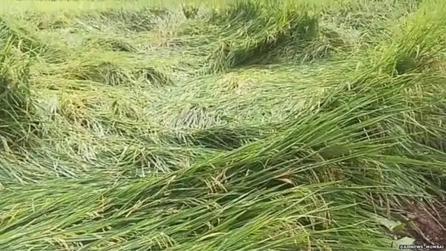 पालघर जिल्ह्यात पावसामुळे भातशेतीचं नुकसान झालं आहे.