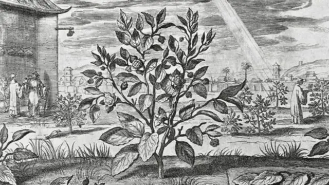 சீனாவிலிருந்து தேயிலை சாகுபடியை ஆங்கிலேயர்கள் திருடியது எப்படி?