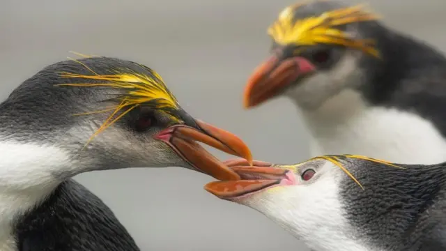 சண்டையிடும் ராயல் பெங்கின்ஸ் சண்டை