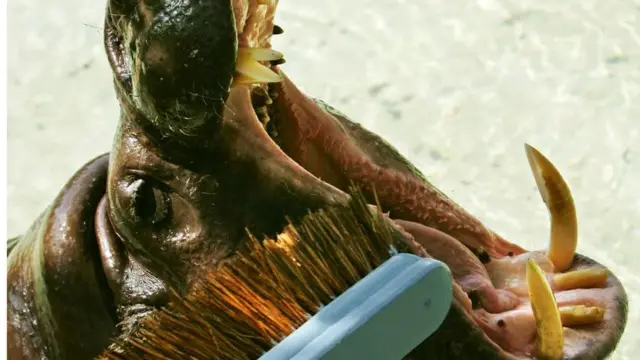 London Zoo's pygmy hippo opens wide to have his teeth brushed and checked by a keeper