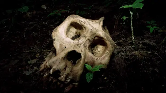 Чем крупнее тело, тем большего размера мозг необходим для того, чтобы им управлять