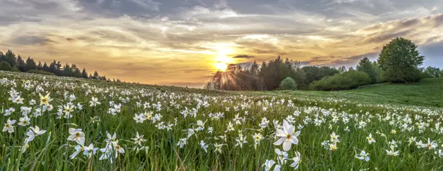 White Stars at Sunset by Gianluca Benini