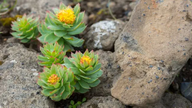 సోలో (రోడియోలా)