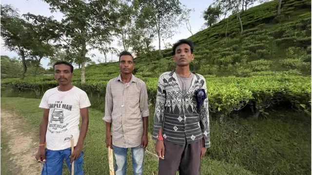 चाय के बाग़ान