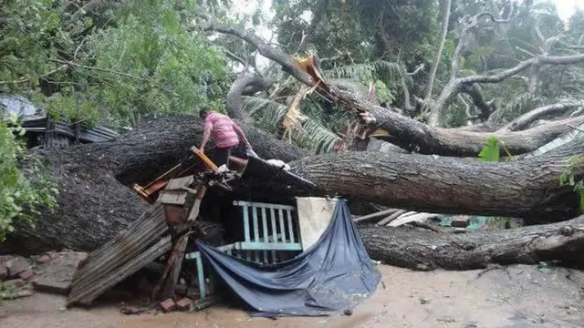 දැඩි සුලඟ නිසා කඩාවැටුණු ගසක්