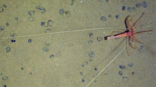 Organisme au fond de la mer dans la zone abyssale