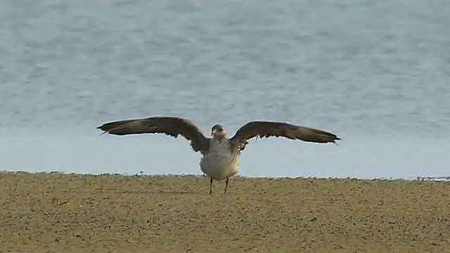 ஆர்க்டிக் ஸ்குவா