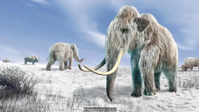 我们或许能在数年内通过大象杂交复活猛犸象（Credit: Science Photo Library）