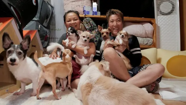 собаки и корейцы