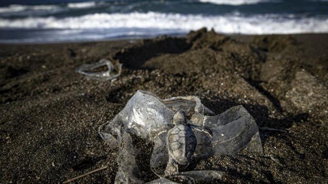 Tartaruga passando por cima de lixo plástico em praia