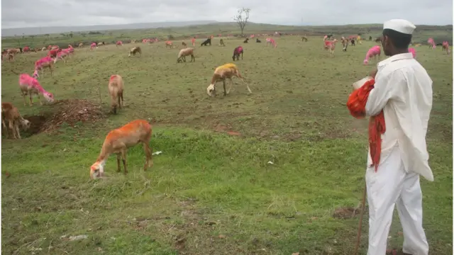 मेंढपाळ रस्ता