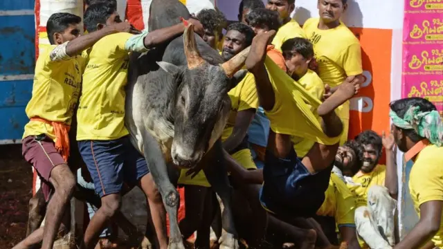 ஜல்லிக்கட்டு