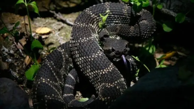 Wataalam wanasema zaidi ya watu 100,000 hufa kutokana na madhara ya kuumwa na Nyoka