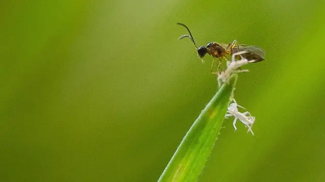 الطفيليات الدقيقة التي أنقذت صناعة بأكملها