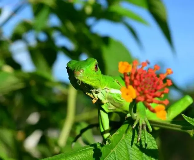 Una pequeña iguana verde