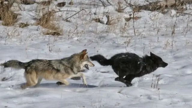 کتے اور بھئریے