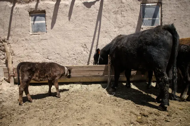 ангус торпогу