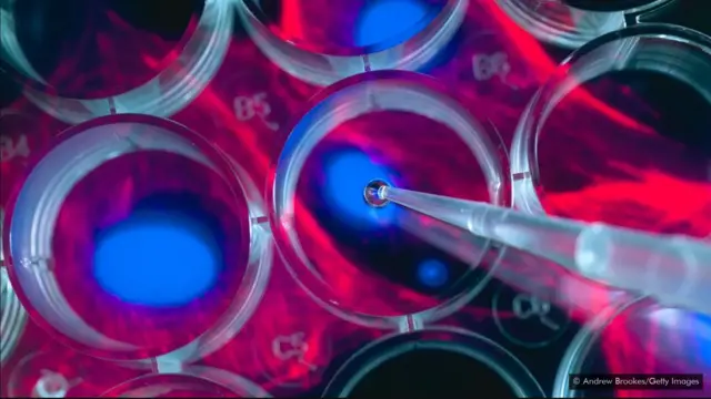 Au total, les cellules sont susceptibles d'avoir sauvé 10,3 millions de vies de maladies mortelles