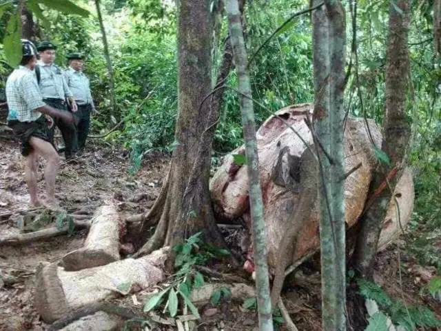 အစွယ်အပြင် အသား၊ အရေ၊ အရိုးစတဲ့ အစိတ်အပိုင်းအားလုံးကို တရားမဝင် ရောင်းဝယ်ဖို့ အတွက်ပါ သတ်ဖြတ်လာကြပါတယ်။