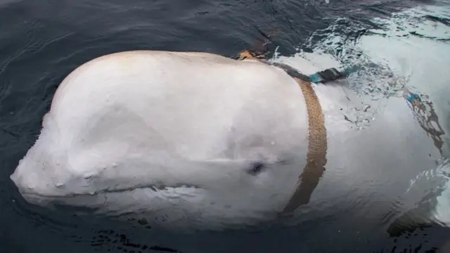 ভালদিমিরের গায়ে প্যাচানো বেল্টের সাথে ছিল একটি ক্যামেরা এবং রাশিয়ায় তৈরি একটি ইলেকট্রনিক চিপ