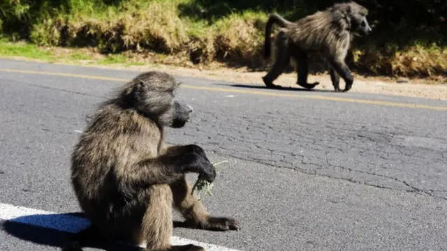 Des babouins en errance sur une route du Cap en dehors du parc national en Afrique du Sud (illustration)