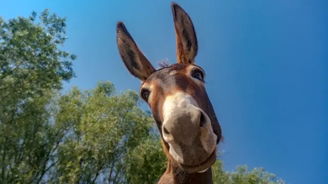 Хто б міг подумати, що віслюк і собака стануть найкращими друзями?