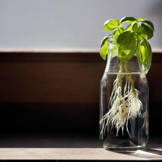 tanaman, berkebun, kebun, bicara