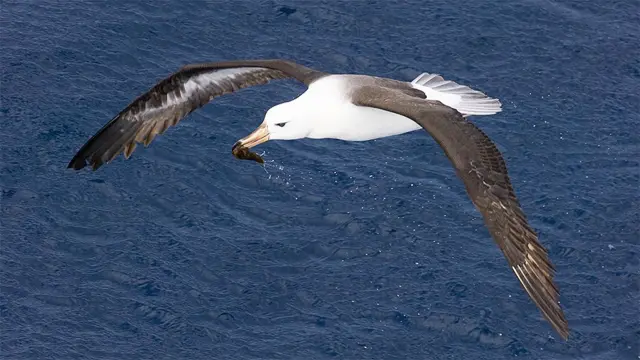 Albatross flying