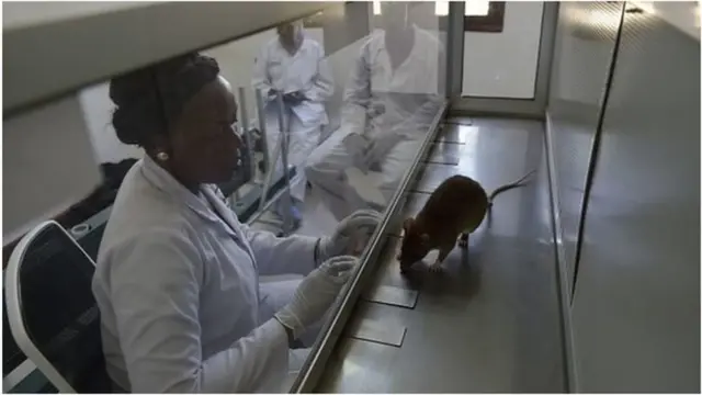 La recherche sur la tuberculose fait du chemin, avec l'inauguration en Tanzanie du premier laboratoire pour l'Afrique de l'Est, utilisant des rats pour tester et détecter la tuberculose.